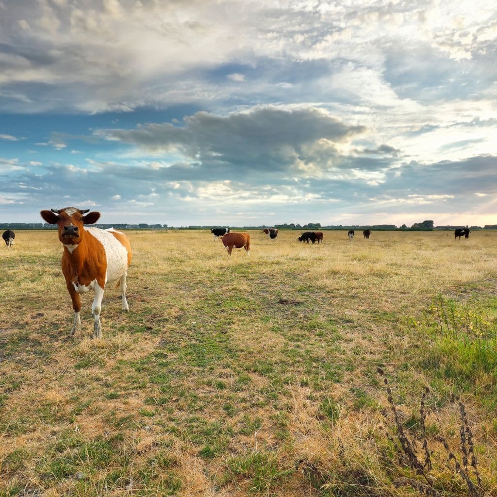 Benefits of Ranch Maintenance​