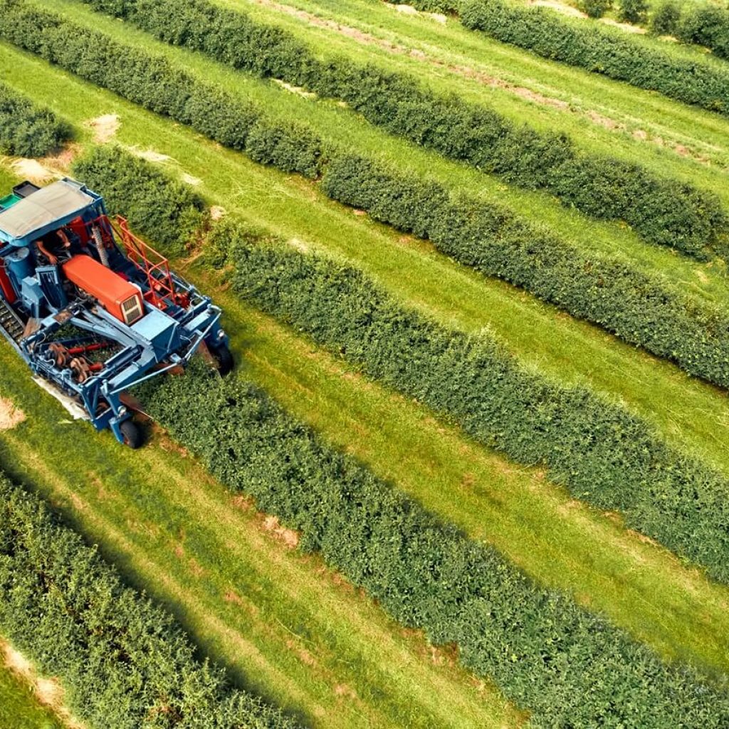 Benefits of Agricultural Clearing​
