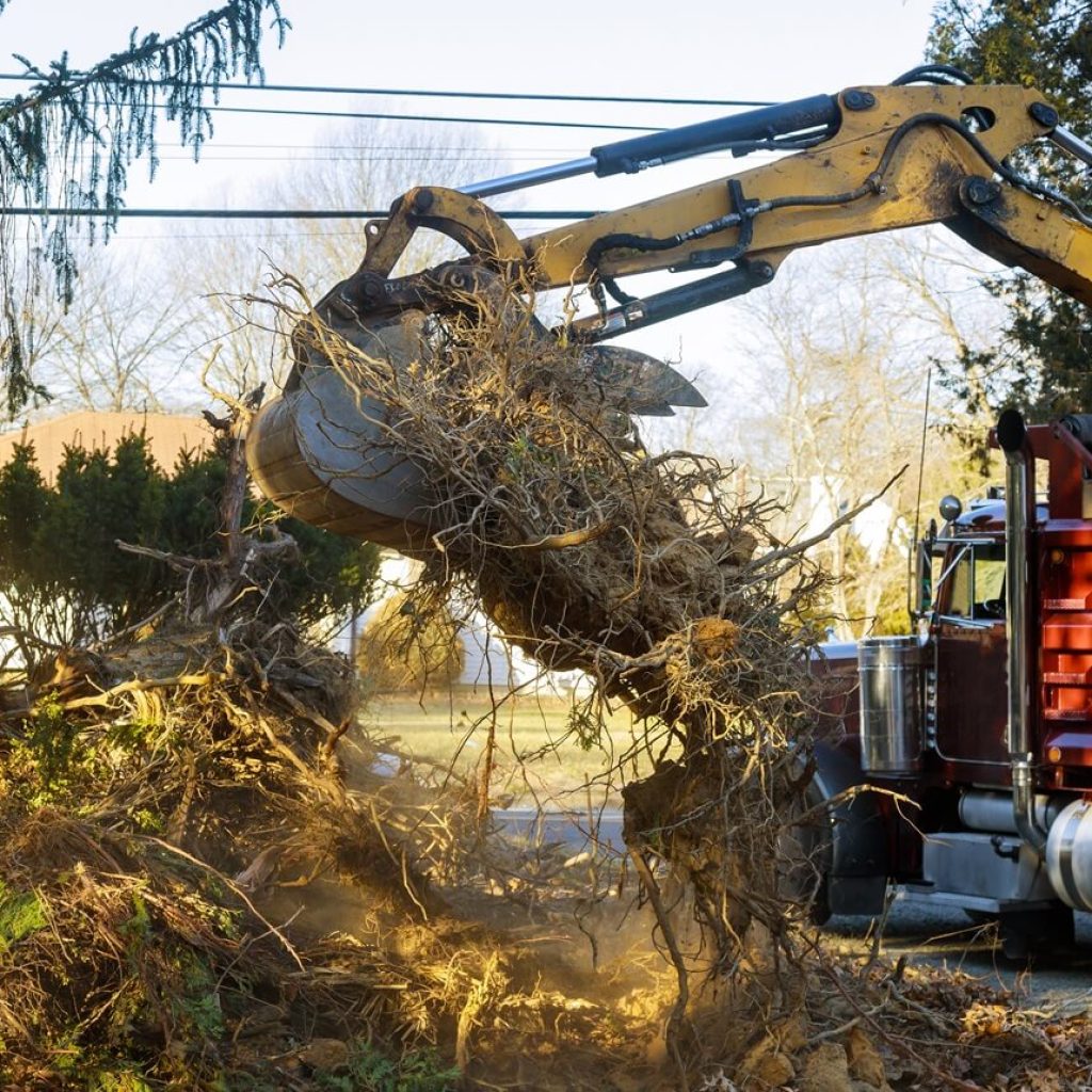 brush removal services brush removal services